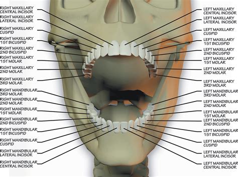 difference  maxillary  mandibular molars