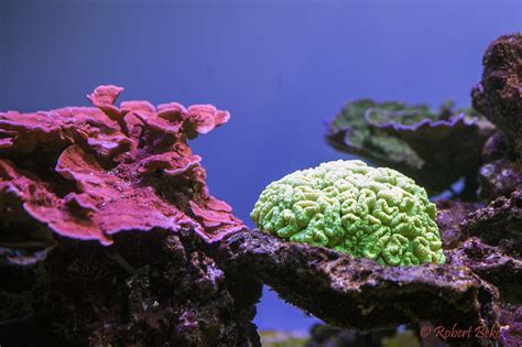 korali akvaristika  teraristika