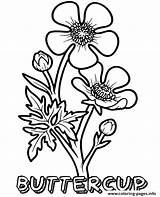 Buttercup Kwiaty Jaskier Kolorowanki Kolorowanka Kwiat Kolorowania Wydruku Drukowania Darmowe Kolorowankę Wydrukuj sketch template