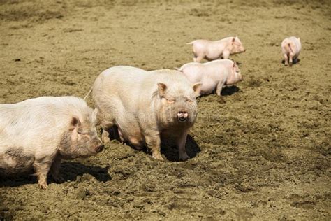 family  pigs stock photo image  piglet animal mother