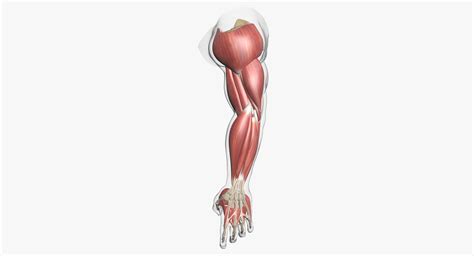 human arm muscle anatomy  model cgtrader