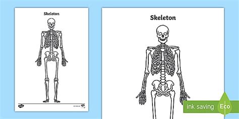 human skeleton  labels blank skeleton worksheet