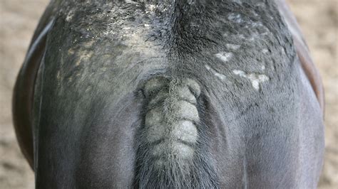 sweet itch  horses  ways  beat  itch  signs  treatment