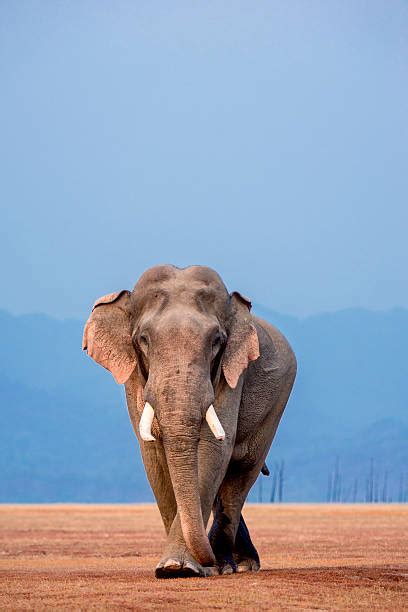 indian elephant stock  pictures royalty  images istock
