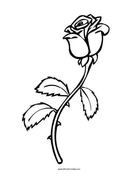 rose flower printable coloring pages  flower site