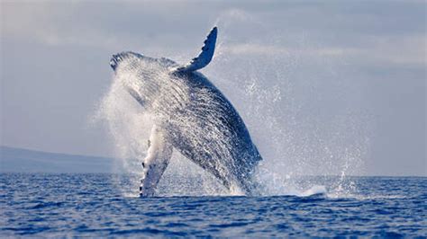 walvis slaat surfer knock  video rtl nieuws