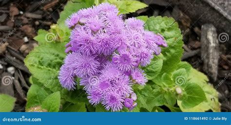 purple cluster flowers stock    royalty