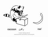 Alphabet Arabic Letter Raa Worksheets Letters Coloring Raccoon Pages Activity Activities Fun Alif Choose Board 10th Worksheet Kids Explore sketch template