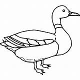 Duck Outline Coloring Mallard Pages Ducks Oregon Drawing Hunting Kids Color Printable Getcolorings Getdrawings Clipartmag Clipart Luna Print sketch template