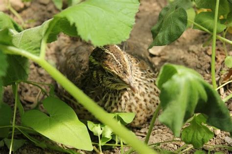 pharaoh coturnix female quail chicken feeders chickens backyard