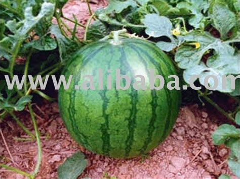 Watermelon Products Sri Lanka Watermelon Supplier