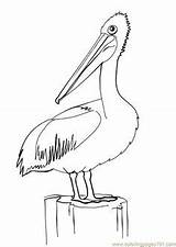Pelican Coloring Pages Bird Sea Outline Line Birds Printable Drawing Pelicans Colouring Sheets Color State Kids Coloringpages101 Orleans Louisiana Australian sketch template