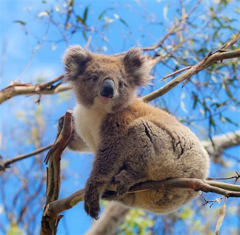 counting koalas  conservation atlas  living australia