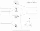 Endocrine System Diagram Blank Human Worksheet Body Unlabeled Glands Anatomy Worksheets Label Fill Physiology Digestive Systems Fish Kids Quiz Nervous sketch template