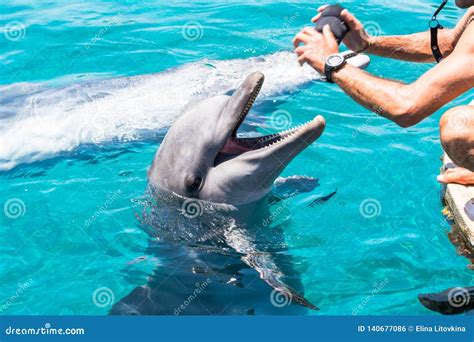 dolphin  playing  human stock photo image  animal aquatic