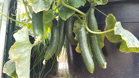 burpless cucumbers   meeting today gardening garden