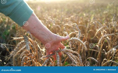 Hand Holding A Wheat Field Close Up Slow Motion Of An Elderly Woman S