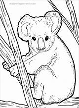 Koala Ausmalbilder Ausmalbild Malvorlage Malvorlagen Koalabär Coloringbay Koalas Kinderbilder Australische Herunterladen Innen Seite Besuchen Leer sketch template