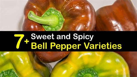 sweet  spicy bell pepper varieties