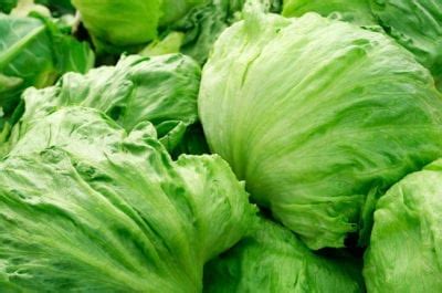 tips information  lettuce gardening