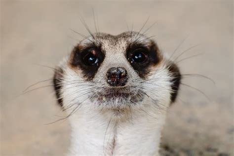 close   meerkat  face stock photo image  mammal