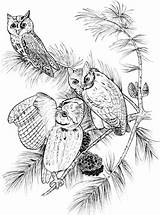 Coloring Owls Screech Pages Perched Owl Printable Supercoloring Categories sketch template