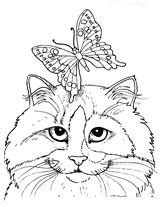 color  calico animal coloring pages kittens coloring cat coloring