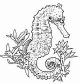 Seahorse Coloring Pages Realistic Adults Adult Drawing Carle Eric Horse Sea Drawings Seahorses Colouring Color Printable Print Sheets Popular Uniquecoloringpages sketch template