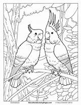 Coloring Pages Bird Printable Realistic Tropical Birds Animal Animals Cage Prey Desert Color Print Getcolorings Colouring Getdrawings Cool Colorings sketch template