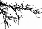 Branch Silhouette sketch template