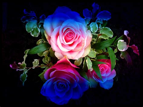 glitter roses backgrounds wallpaper colourful roses colorful roses