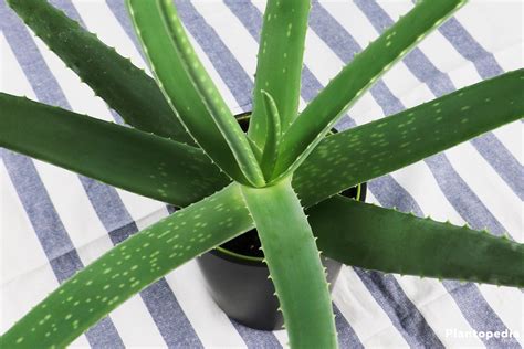 Aloe Vera Plant Care Lean How To Grow Aloe Indoors