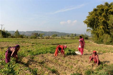 Award Winning Nepalese Farmers Grow Bananas To Avert Floods Eye On