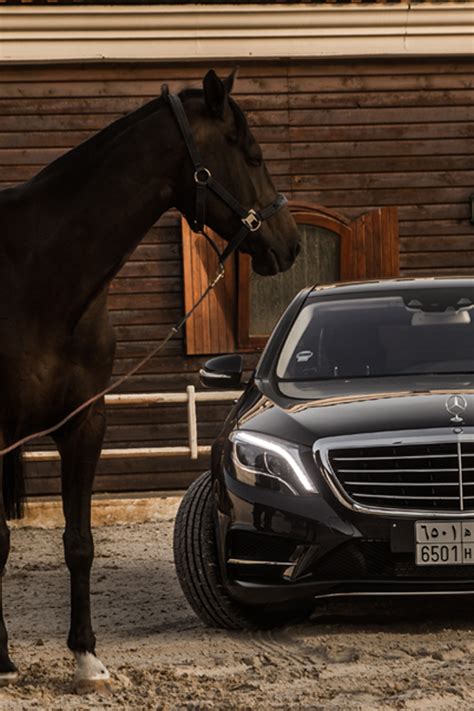 power  beauty italian luxury horses luxury lifestyle