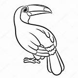 Coloring Toucan Tukan Kolorowanki Getdrawings Vector Toco Ilustracja Ptak Depositphotos Sketch sketch template