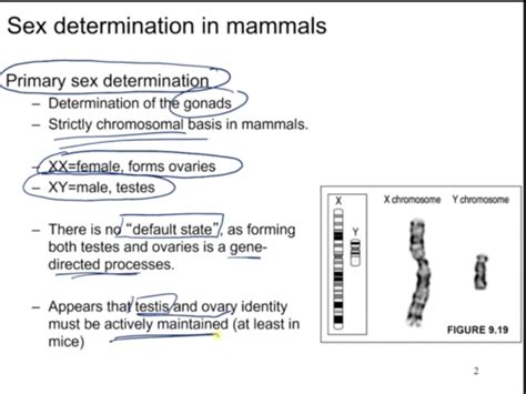 Lecture 25 Sex Determination Mammals Flashcards Quizlet