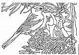 Nido Malvorlage Kleurplaat Vogels Oiseau Uccellino Nid Passero Pettirosso Cincia Uccelli Kleurplaten Tiere Averla sketch template