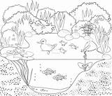 Ecosystem Stagno Freshwater Anatra Coloritura Canna Peces Plants Designlooter sketch template