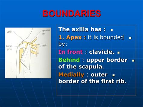 Ppt Axilla Powerpoint Presentation Free Download Id 5414499
