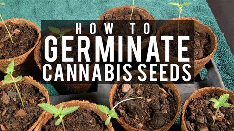 seeds soil sun   grow cannabis  germinating seeds clan