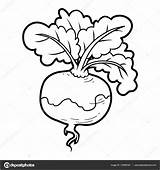 Legumes Navet Legume Légumes Vectorielle Turnip Premier Nourriture sketch template