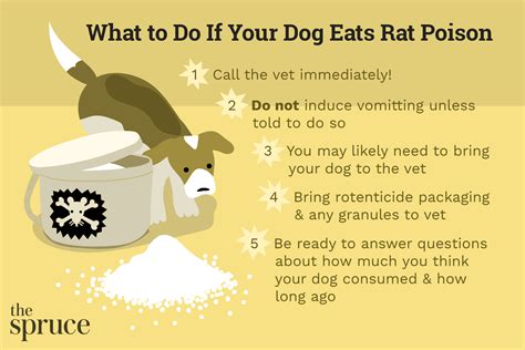 rat poisoning  dogs