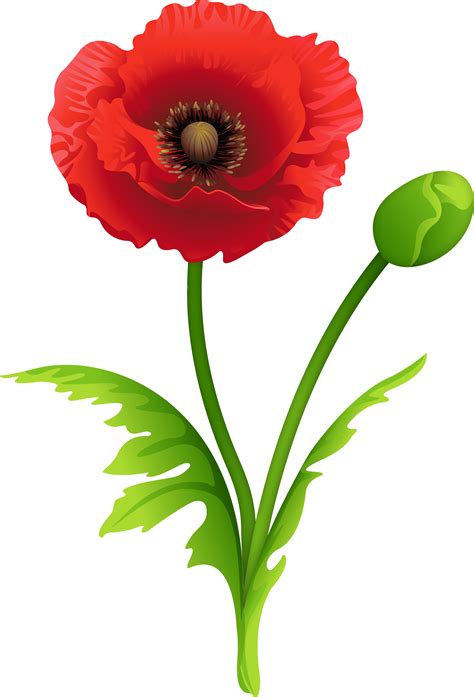 red poppy clipart image poppy clipart png  full size