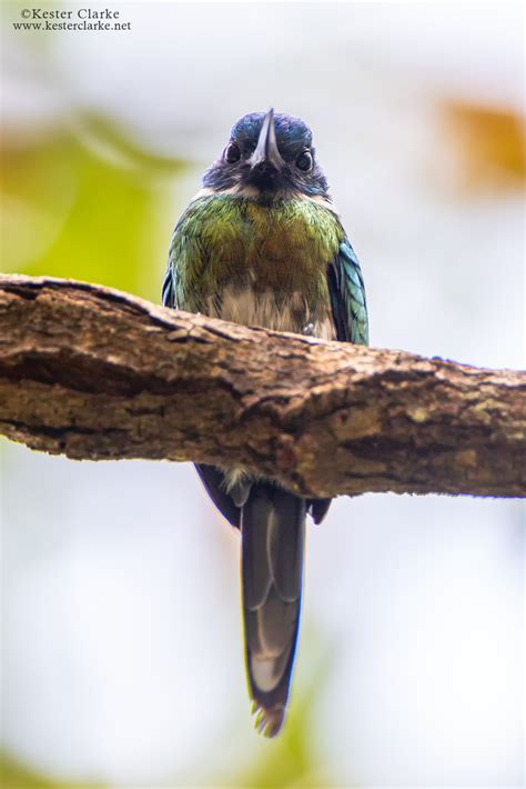 bronzy jacamar kester clarke wildlife photography