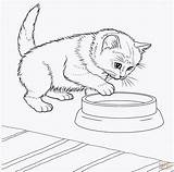Katzen Ausmalbilder Neu Hunde Genial Spannende Verschiedene sketch template