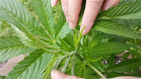 identifying male and female cannabis plants the