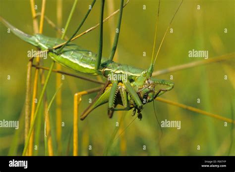 predatory bush cricket predatory bush cricket spiked magician saga pedo female  prey