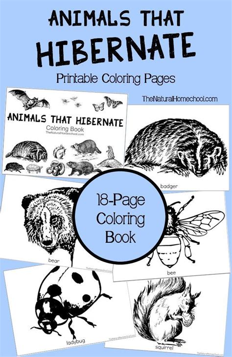 animals  hibernate  winter printable coloring book animals