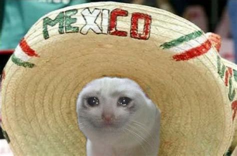mexican big hat sad cat r sadcats