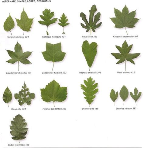 images  leaf id  pinterest trees